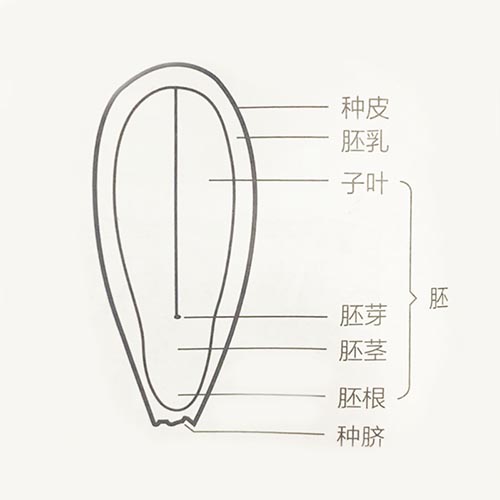 黑芝麻结构图